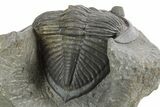 Fossil Zlichovaspis Trilobite - Atchana, Morocco #347300-5